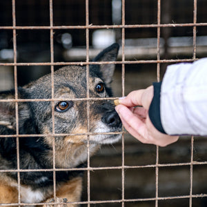 Adoption animale : Pourquoi et comment offrir une seconde chance à un animal en France