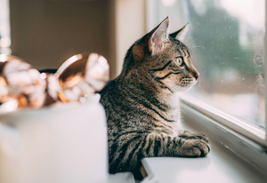 Chat disparu : Que faire dans les premières 24 heures ? (Guide Complet 2026)