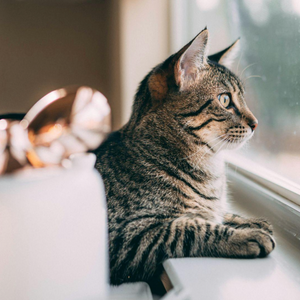 Chat disparu : Que faire dans les premières 24 heures ? (Guide Complet 2026)