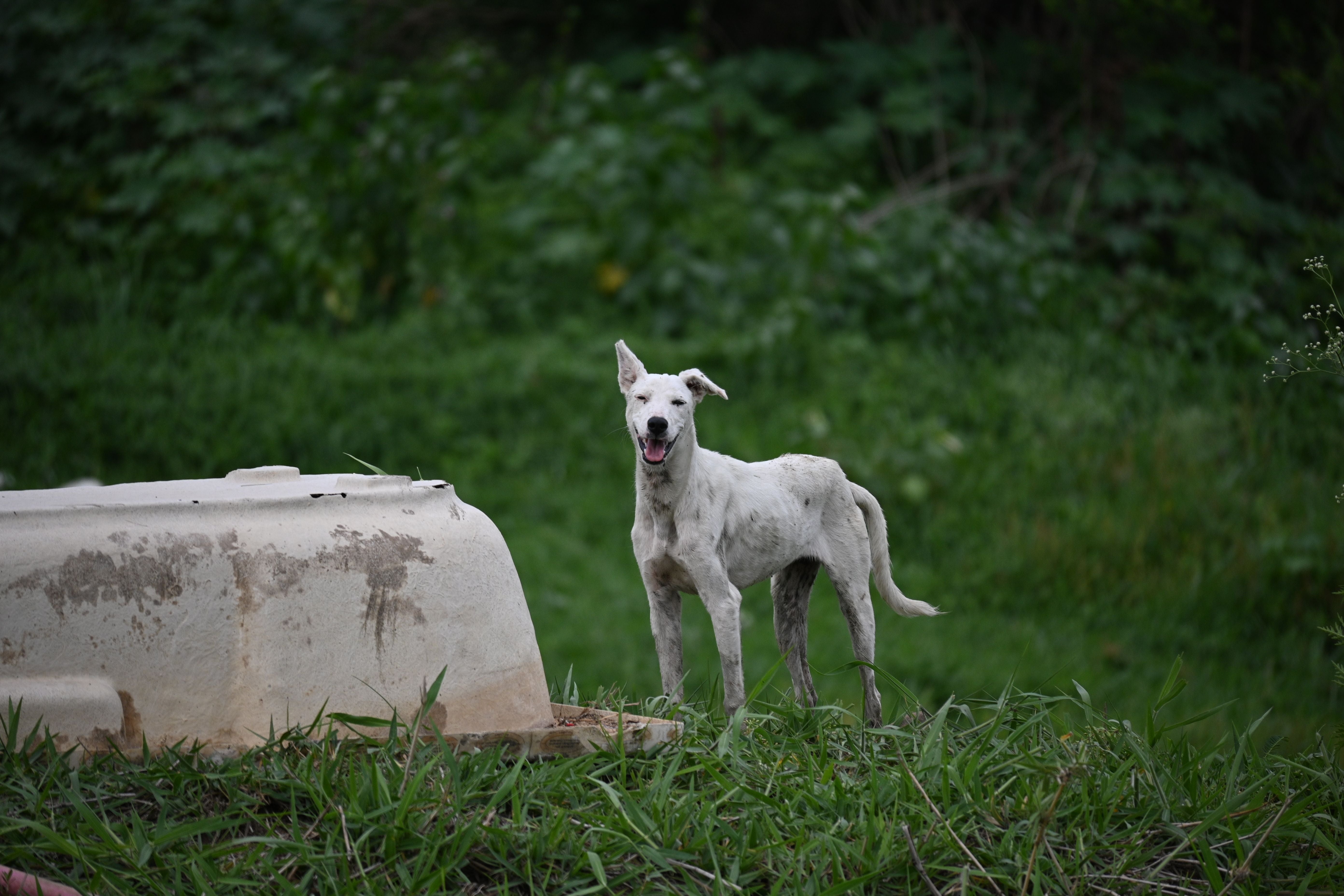Signaler un animal errant : guide pratique