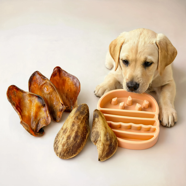 Pack chien gourmand
